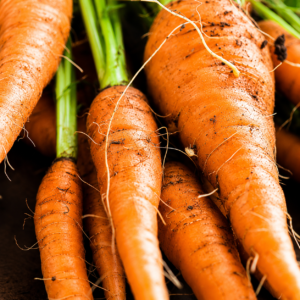 Carottes