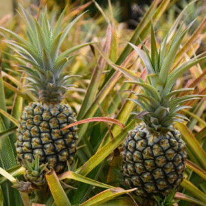 Ananas