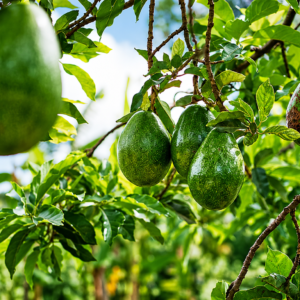 Avocats